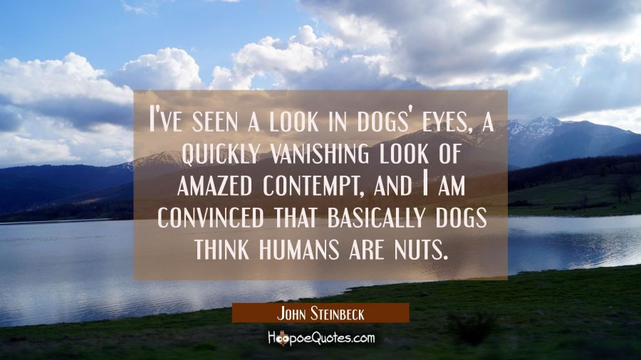 I've seen a look in dogs' eyes a quickly vanishing look of amazed contempt and I am convinced that John Steinbeck Quotes