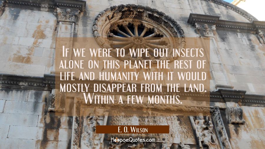 If we were to wipe out insects alone on this planet the rest of life and humanity with it would mos E. O. Wilson Quotes
