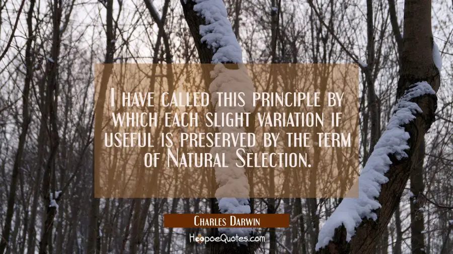 I have called this principle by which each slight variation if useful is preserved by the term of N Charles Darwin Quotes