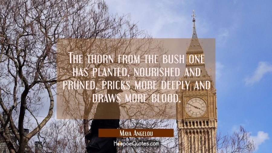 The thorn from the bush one has planted nourished and pruned pricks more deeply and draws more bloo Maya Angelou Quotes