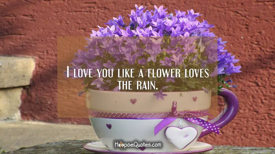 I love you like a flower loves the rain. I Love You Quotes