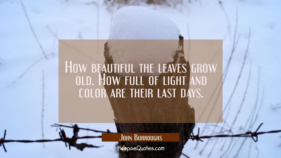 How beautiful the leaves grow old. How full of light and color are their last days. John Burroughs Quotes