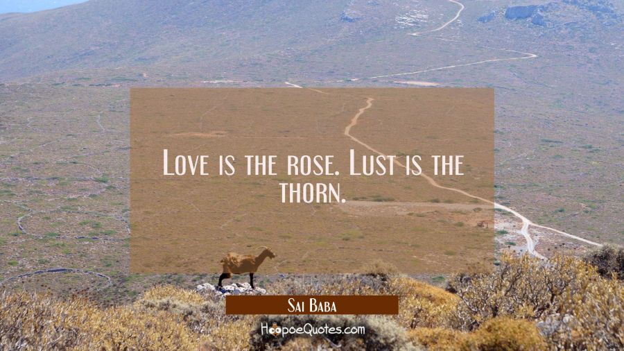 Love is the rose. Lust is the thorn. Sai Baba Quotes