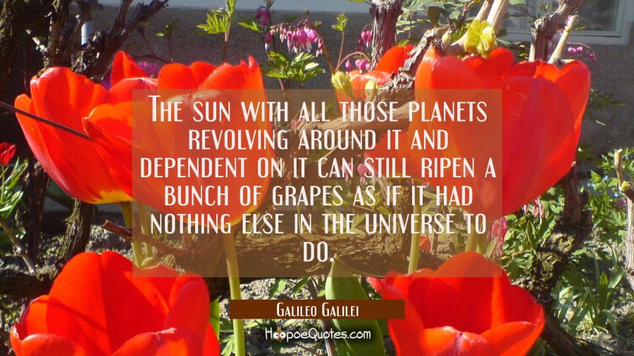 The sun with all those planets revolving around it and dependent on it can still ripen a bunch of g Galileo Galilei Quotes