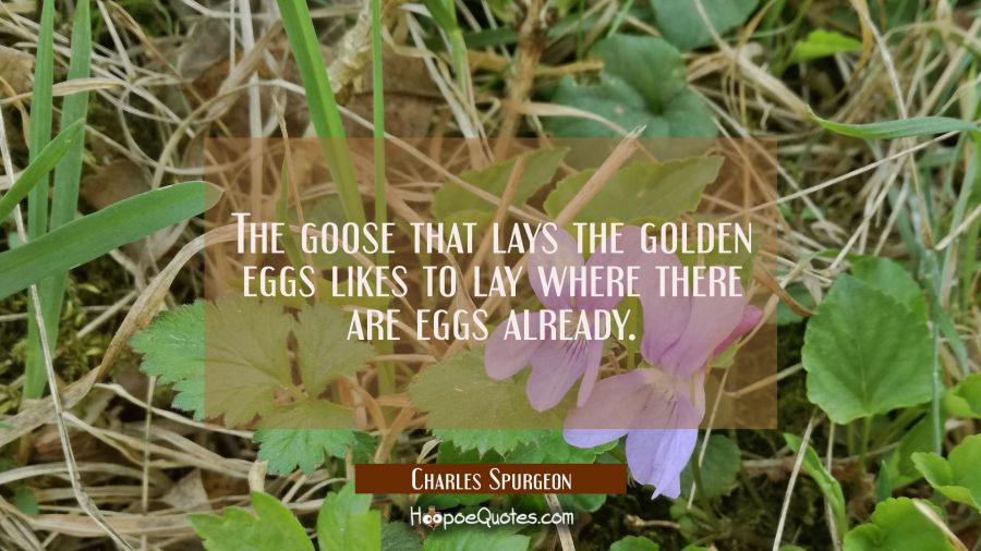 The goose that lays the golden eggs likes to lay where there are eggs already. Charles Spurgeon Quotes