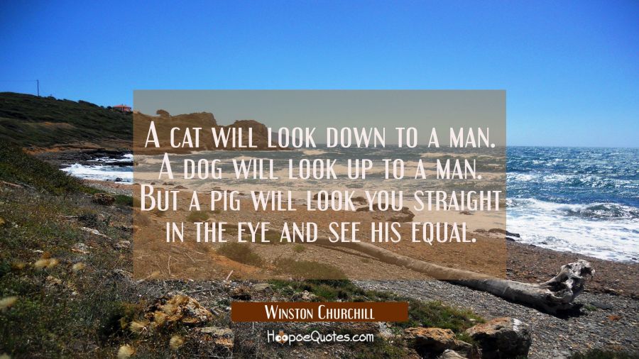 A cat will look down to a man. A dog will look up to a man. But a pig will look you straight in the Winston Churchill Quotes